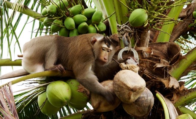 Are Monkeys Picking Coconuts: Myths & Truths